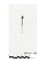 藏品(圓果裂齒苔)的圖片